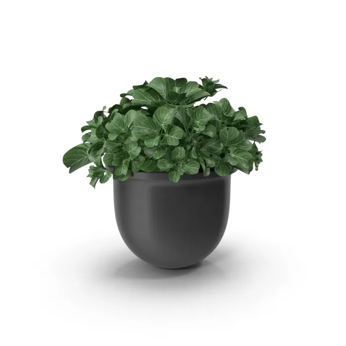 Indoor Plant with Pot